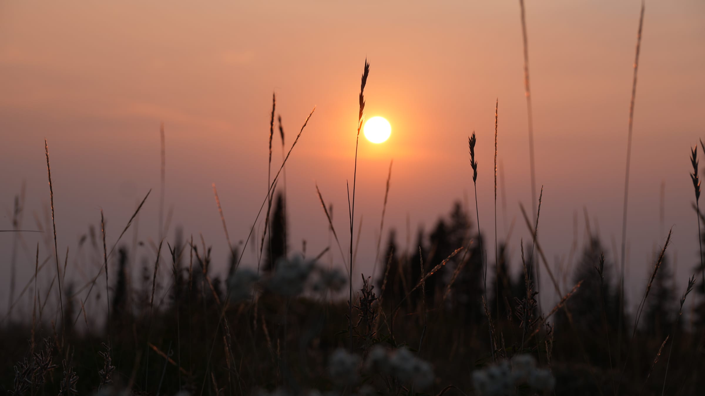 Sun setting behind tall prairie grass at dusk